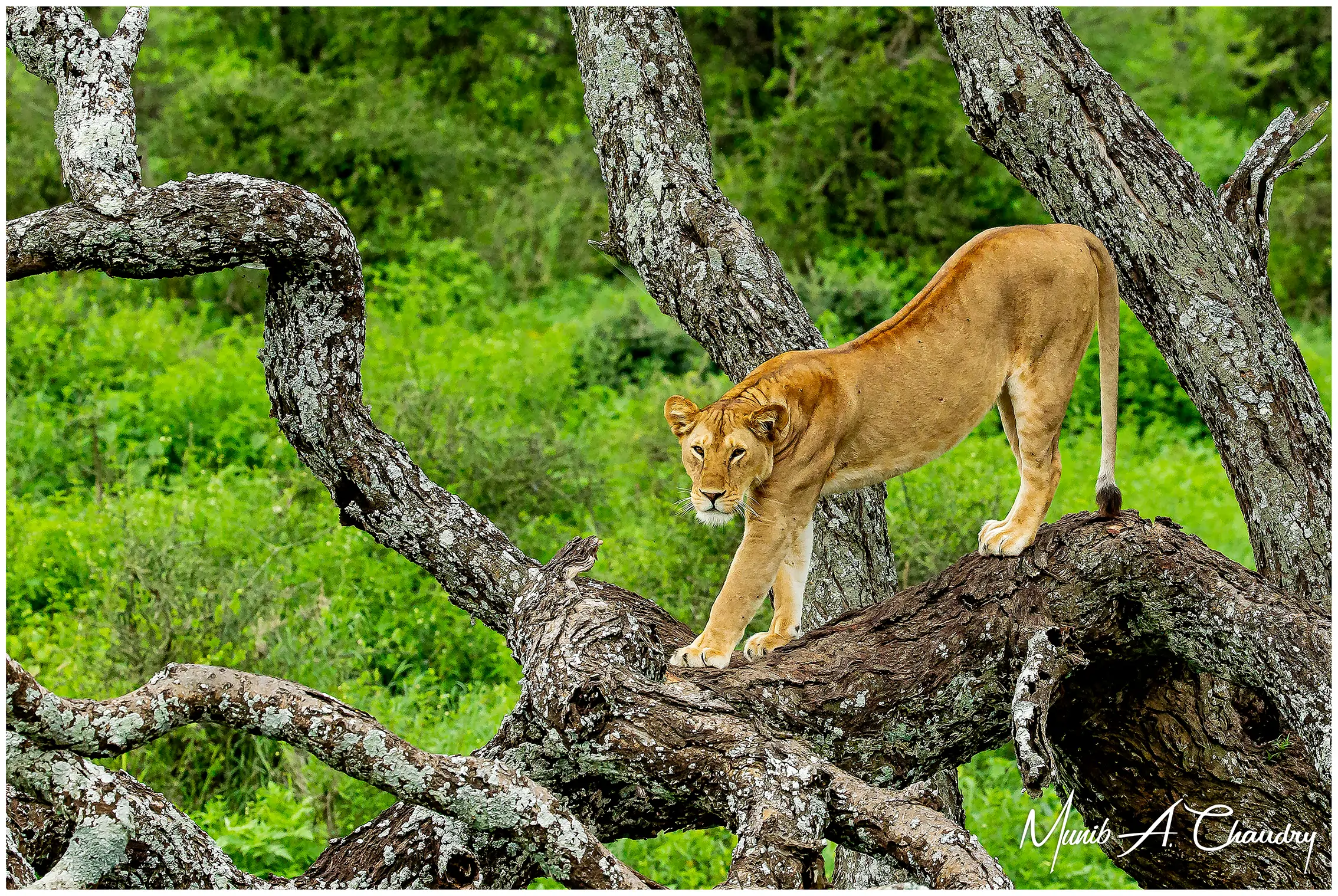 Capturing the Perfect Safari Shot: Photography Tips